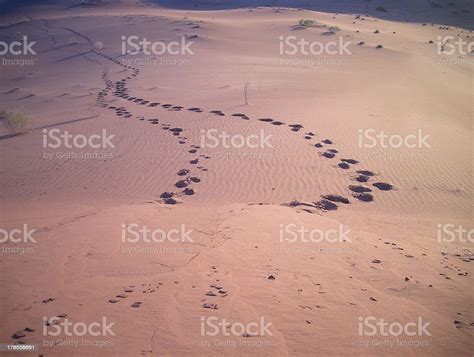 Footstep On Namibias Desert Stock Photo Download Image Now Desert