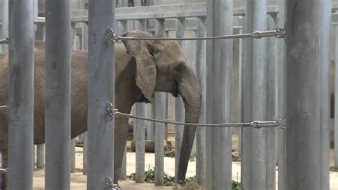 Milwaukee County Zoo Shows Off Recently Expanded African Elephant Herd