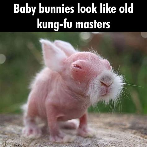 92 Prepper Memes Baby Bunnies Cute Baby Bunnies Funny Animal Memes