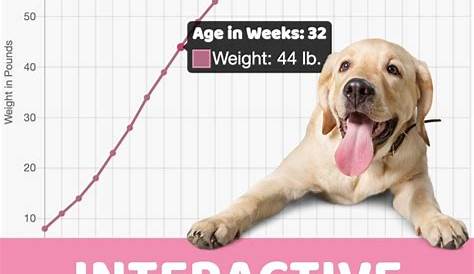 weight chart of labrador puppy