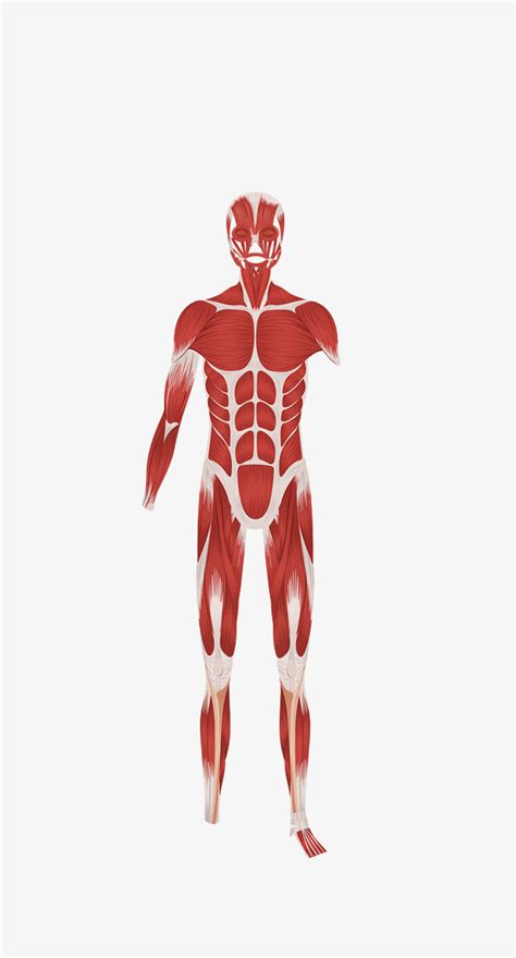 Muscle PNG HD Transparent Muscle HD.PNG Images. | PlusPNG