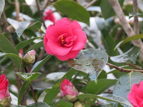 Historic camellia catalogs and documents: 赤い花のサザンカ. Camellia sasanqua with red flowers. 8 March 2017.