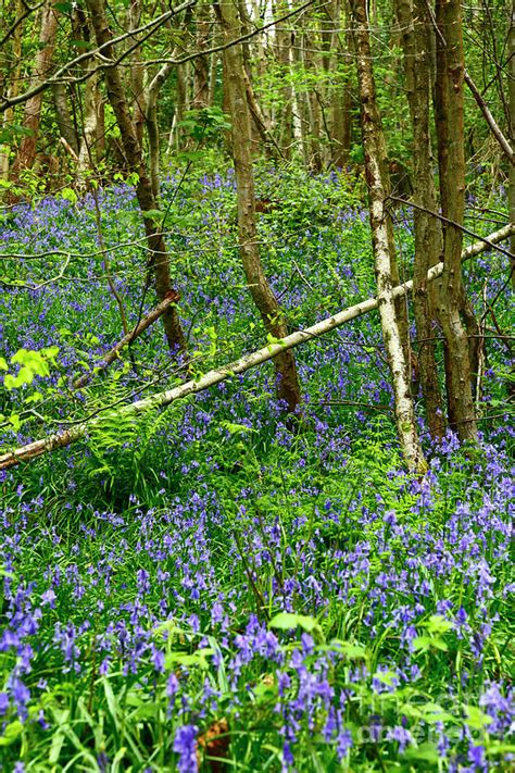 The birch tree is popular among homeowners due to its beautiful bark, modest size and graceful a birch tree's leaves are green with sharp edges, which turn yellow in the fall depending on the species. Fallen Birch Tree in Bluebell Woods England Photograph by ...