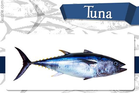 3.1 selecting a suitable farm location for tuna farming. Different Types of Fish: What to Eat and What to Avoid