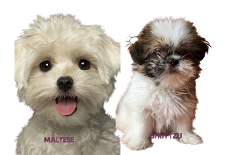 Cute Maltese Shih Tzu Mix Puppies Breed Guide