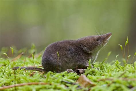 Wann wird ein antidepressivum verschrieben? Shrews shrink their heads in preparation for winter, study ...