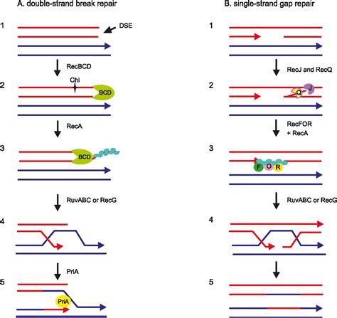 Pdf Bacterial Dna Repair Genes And Their Eukaryotic Homologues