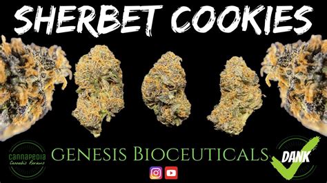 Sherbet Cookies Strain Review Genesis Bioceuticals Cannapedia Youtube