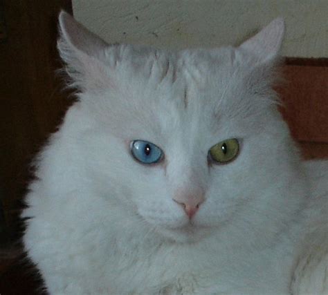 Filewhite Odd Eyed Turkish Angora Cat Wikimedia Commons