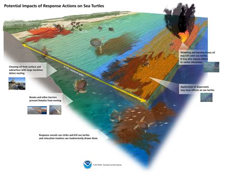 How Do Oil Spills Affect Sea Turtles Response Restoration Noaa Gov