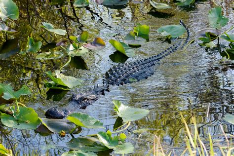 Alligator Swimming Robert Belbin Photography
