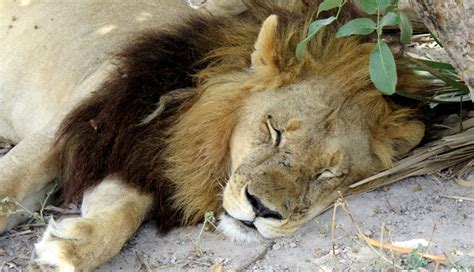 Unravelling The Mystery Of Mmamoriri The Maned Lioness Africa
