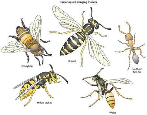 What Is The Difference Between Hornets Vs Wasps Vs Bees Critter