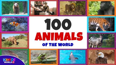 100 Animals Of The World Learning The Different Names And Sounds Of