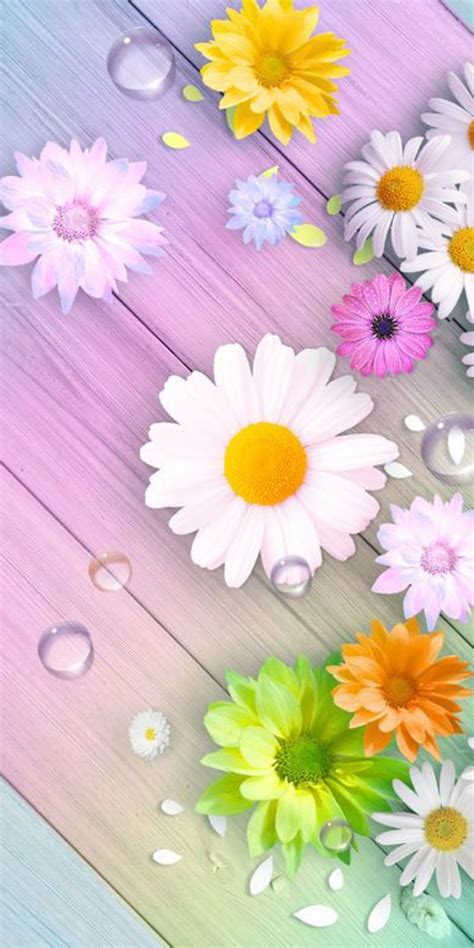 Daisy Flowers Cute Hd Phone Wallpaper Peakpx