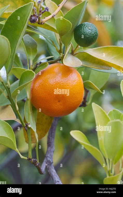 Calamondin Fruits Stock Photo Alamy