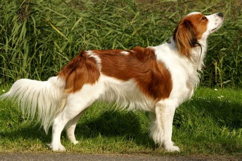 Which brings us to the nederlandse kooikerhondje, one of two new breeds making their westminster debut this february 2019. Nederlandse Kooikerhondje