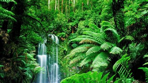 Feel The Rainfall Of Leaves In Amazon Rain Forest Found The World