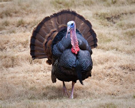 Turkey Has Cherished History As Part Of Thanksgiving Celebration