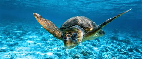 Taxi Boat To Turtle Island From Agios Sostis From 10 € Checkyeti