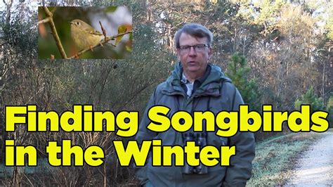Finding Winter Birds Youtube