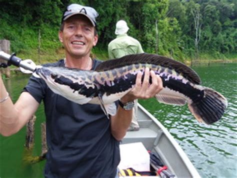 It is caught in the holding pond in new horizons , due to the removal of the river pool. Snakehead Fishing in Malaysia