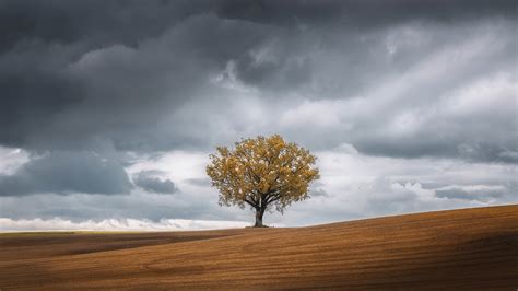2560x1440 Tree Landscape 4k 1440p Resolution Hd 4k Wallpapers Images