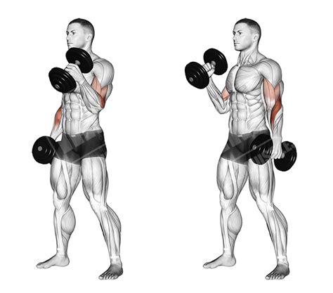 Forearm Training Meanmuscles