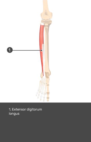 Extensor Digitorum Longus Muscle - Attachments, Actions & Innervation