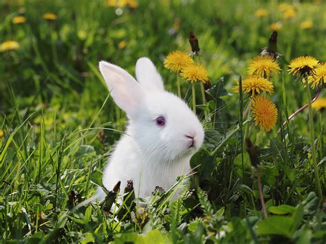 Pets Shops Across Uk Ban Sale Of Rabbits During Easter