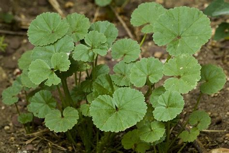 Common Mallow Malva Neglecta Is An Annual Growing To 06 M 2ft It Is