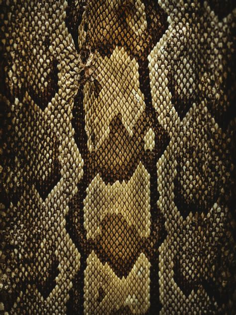 Snake Skin Pictures Download Free Images On Unsplash