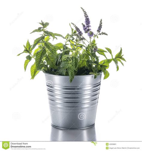 Fiori gialli pianta giardinaggio all'aperto estate sfondo. Vaso Da Fiori Con Una Pianta Della Menta Isolata Su Fondo ...
