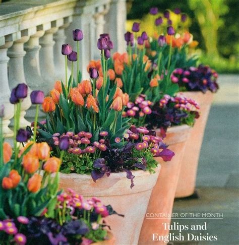 Image Result For Tulip Pansy Combinations For Pots
