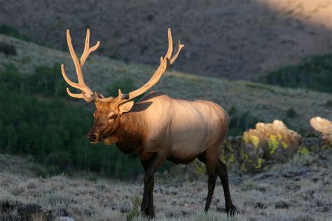 Idaho ‘capped Elk Tags Go On Sale Rocky Mountain Elk Foundation