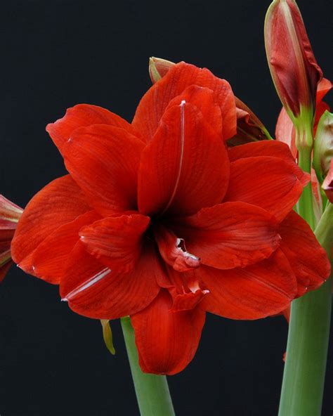 Amaryllis Red Peacock Bulbs — Buy Online At Farmer Gracy Uk