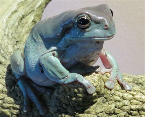 Whites tree frog | Whites tree frog, Tree frogs, Frog and toad