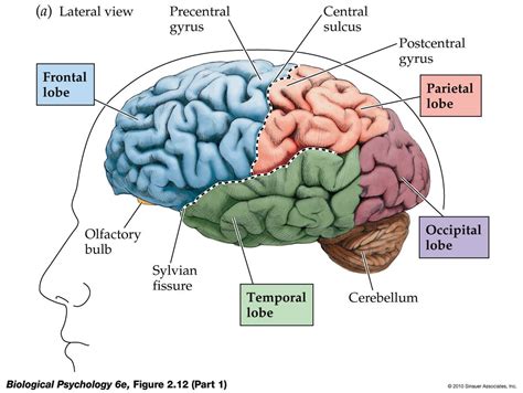 Life After Being A Student My Mission To Learn The Brain