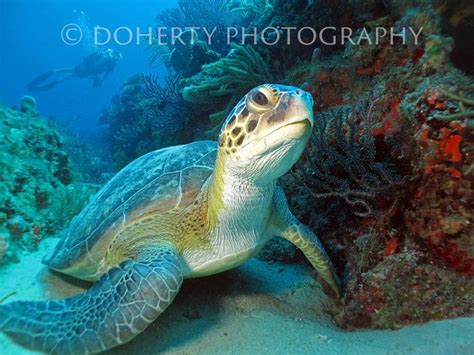 296 Best Images About Sea Turtles On Pinterest