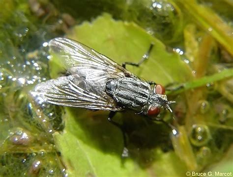 Epow Ecology Picture Of The Week Flesh Fly Scavenger And Indicator