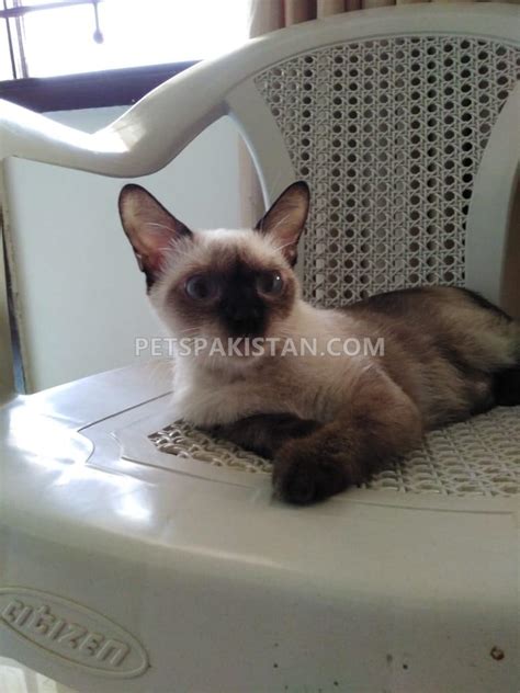 No one is exactly certain where siamese cats were originally bred and domesticated. Pets Pakistan - Cute Siamese female cat