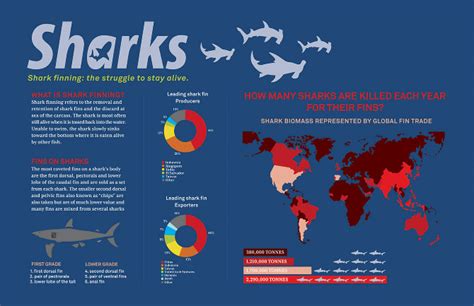 Shark Finning Facts