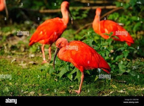 Scarlet Ibis Eudocimus Ruber Stock Photo Alamy
