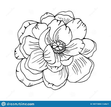 Hand Drawn Peony Flower Outline Vector Floral Illustration Botanical
