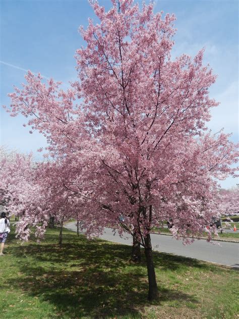 Newark Cherry Blossom Festival And Vegan Meals Vegan World Trekker