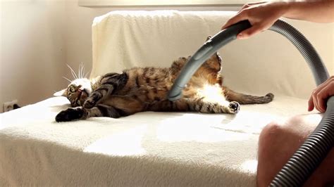 Cute Video Cat Really Loves Being Vacuumed Abc7 San Francisco