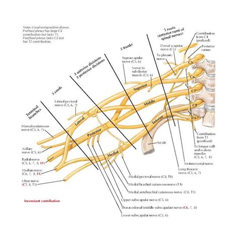 Brachial Plexus Schema Anatomy Medial Pectoral Nerve C T Medial