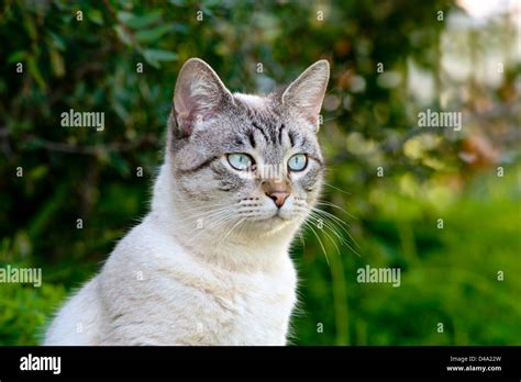 Young Tabby Cat Hi Res Stock Photography And Images Alamy