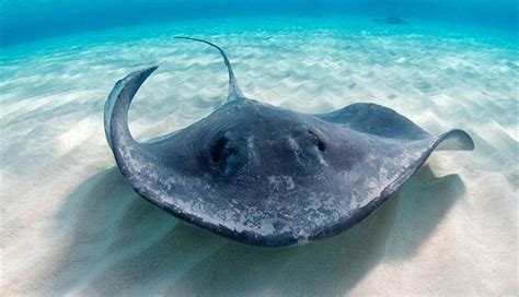 Meet The Rays 7 Types Of Stingrays Globo Surf