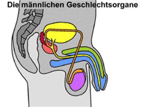 Im zusammenhang mit den berichten wurde in der ethnologischen literatur der ersten hälfte des 19. Mediendatenbank Biologie, Geschlechtsorgane